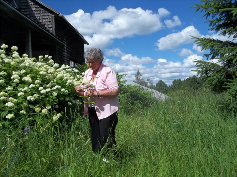GRAND MAMAN ET LES HYDRANGERS