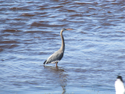 Les pieds dans l'eau du Saint-Laurent
