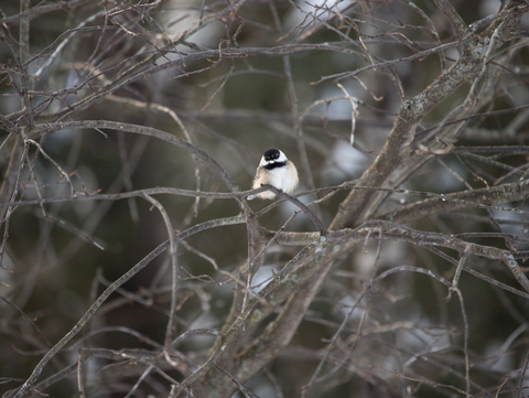 Le printemps qui s'installe