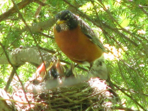une maman et ses petis 