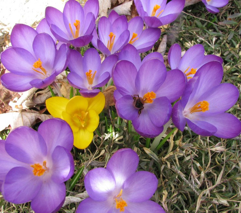 clin d'oeil du printemps