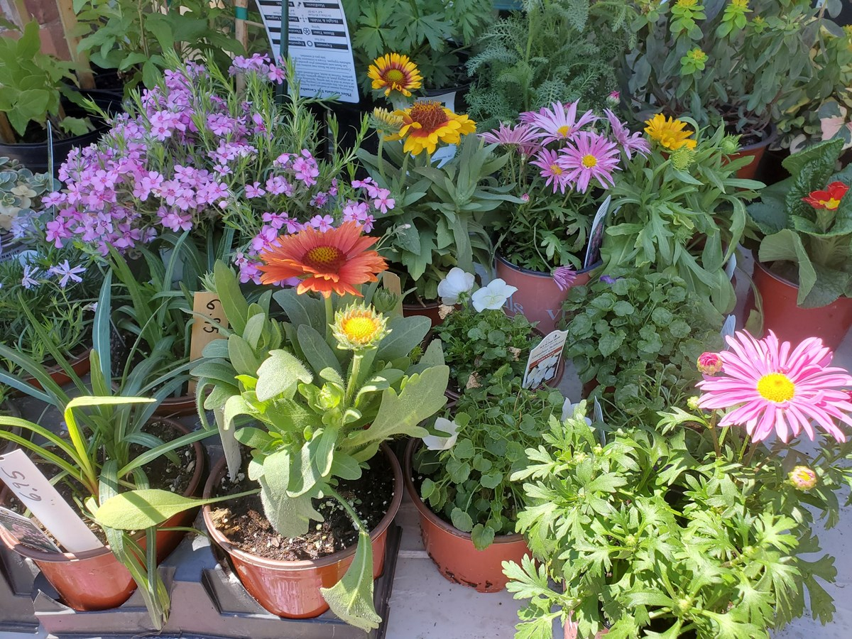 Les bénévoles s’activent pour proposer plus de 70 variétés de fleurs, jardinières, couvre-sols ainsi que des plants de tomates et de légumes.