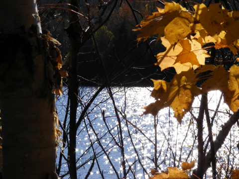 paysage d'automne