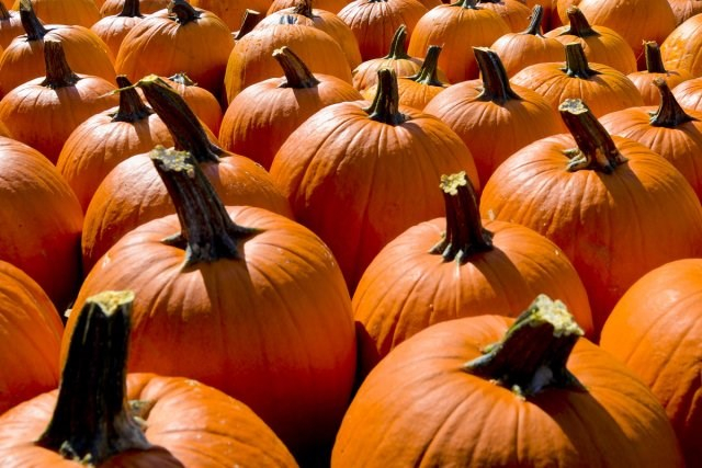 Projet Citrouille à Val-Joli le 24 octobre
