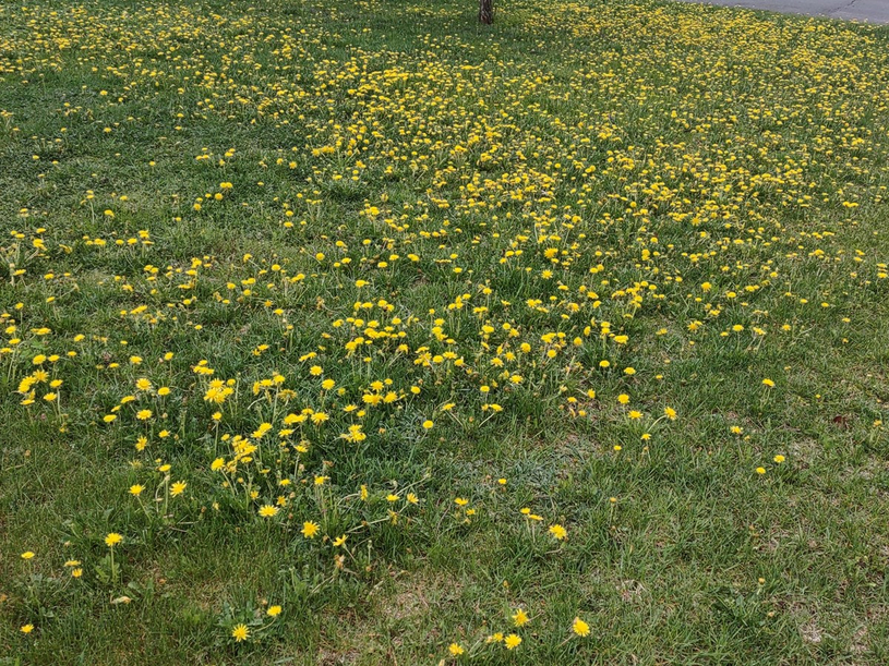 Les gens de la région sont de plus en plus sensibles à la cause des pollinisateurs