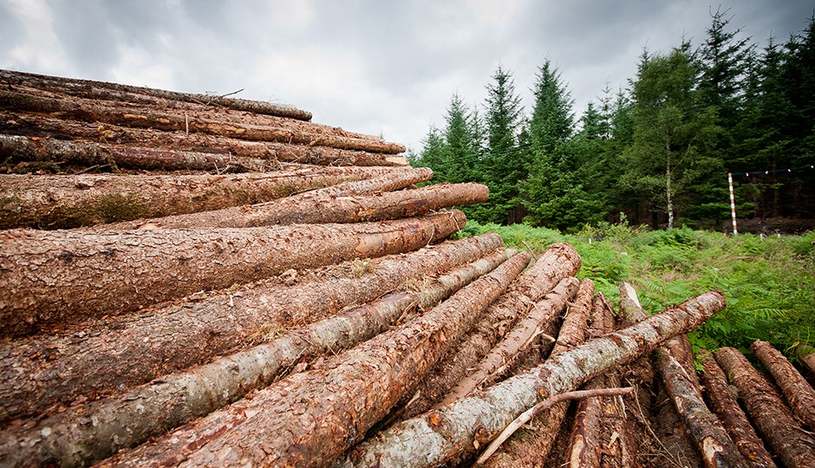 Des peines plus sévères pour l’abattage illégal d’arbres