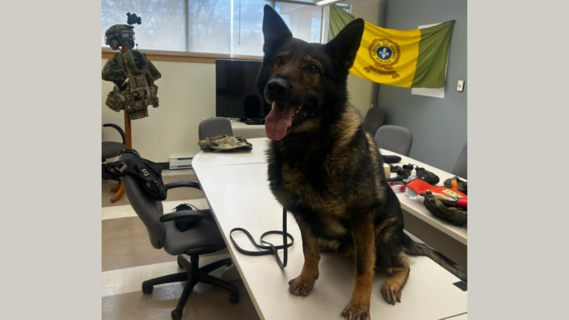 Le maître-chien et son animal permettent une arrestation