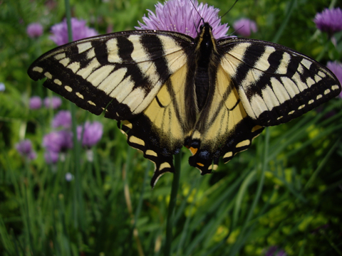 Papillon