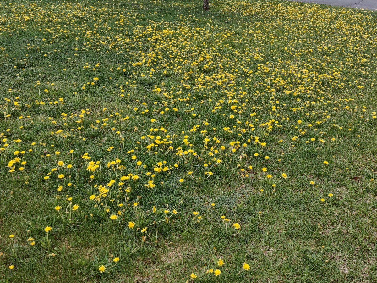 Les gens de la région sont de plus en plus sensibles à la cause des pollinisateurs
