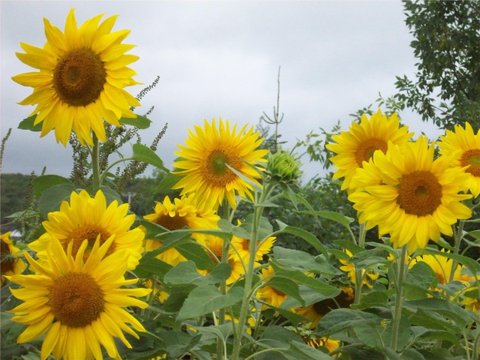 Fleurs de tournesol