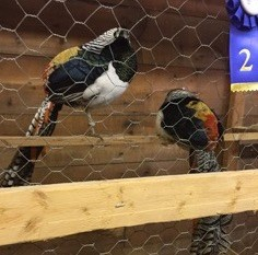 Exposition de Richmond 2017