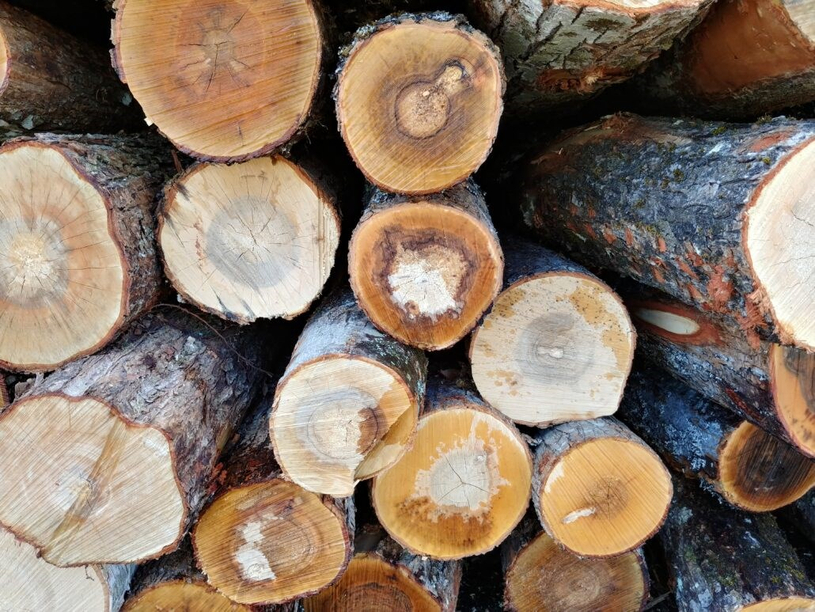 Les propriétaires forestiers continuent de soutenir la négociation collective pour le bois de sciage résineux sapin-épinette