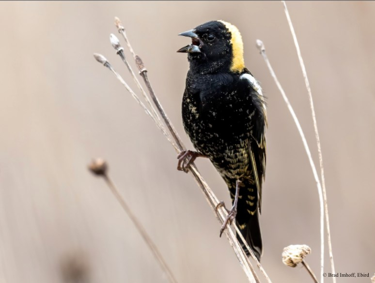 Implication des producteurs agricoles pour améliorer la biodiversité à une échelle durable