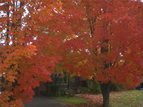automne 2013