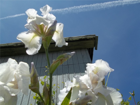 IRIS 2013