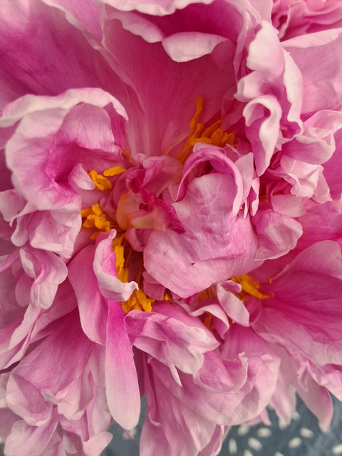 Pivoines