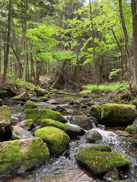 Ruisseau dans un boisé