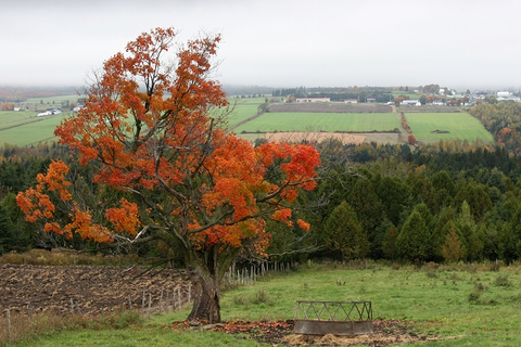 Gros arbre rouge