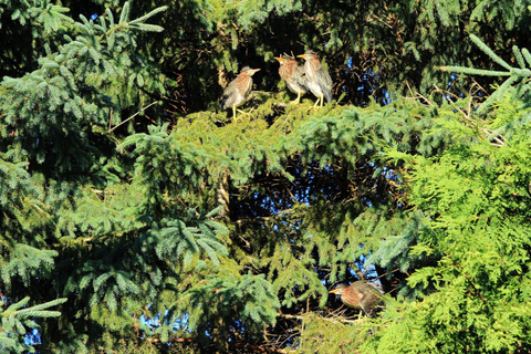 Bébés hérons verts 