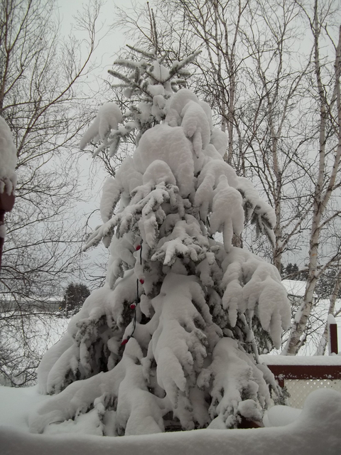 paysage hiver