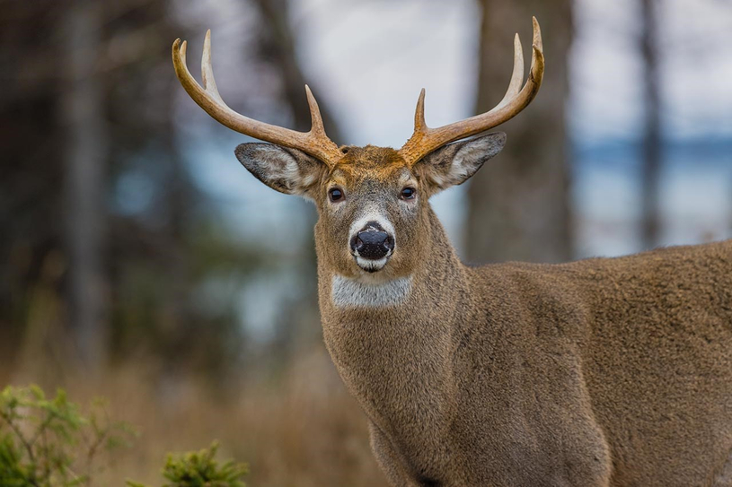 Saison de la chasse au chevreuil : un message de l’ACF 