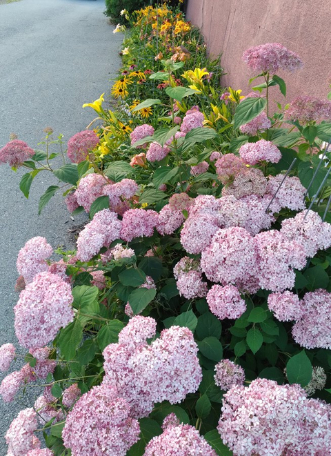 Boules roses
