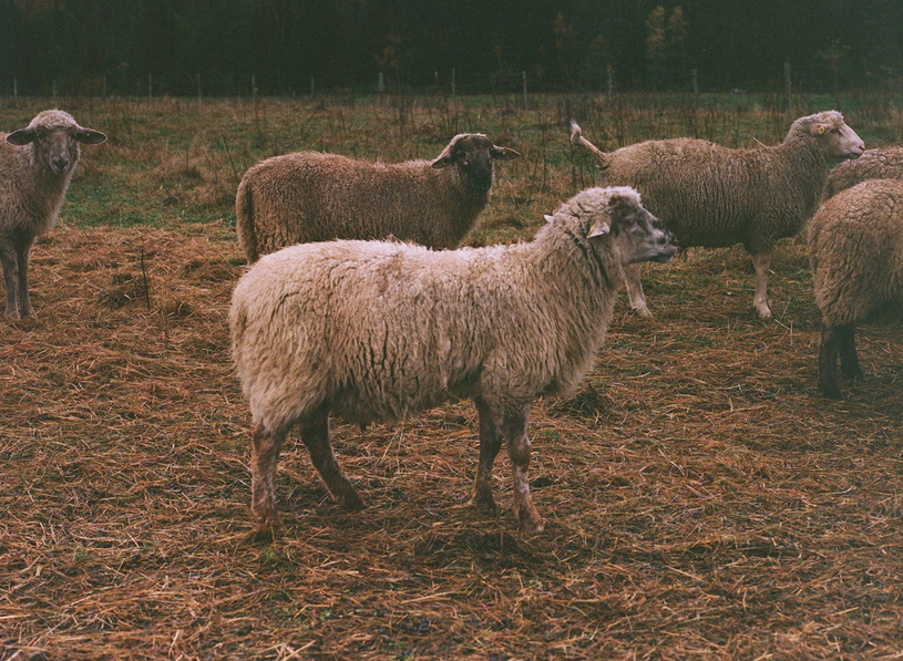 Une série de 20 portraits de producteurs agricoles et forestiers