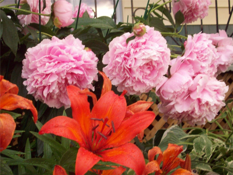Lis & Pivoine