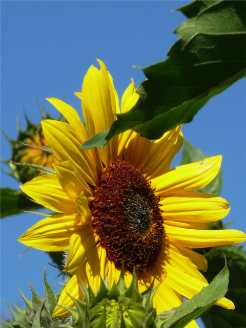 Magnifique tournesol..