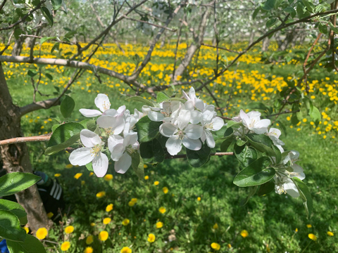 Fleurs de pommier 