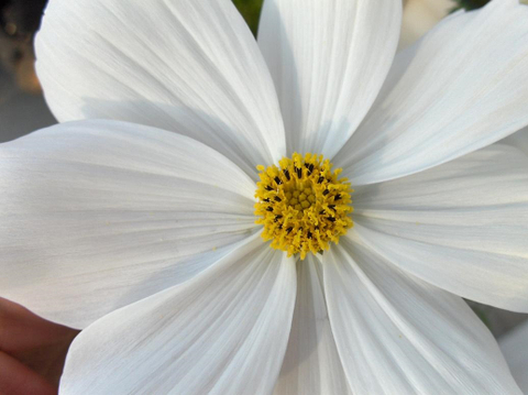 Cosmos