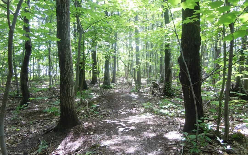 Forêt : des nuances à apporter…