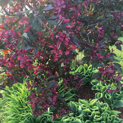 Floraison parfumée 