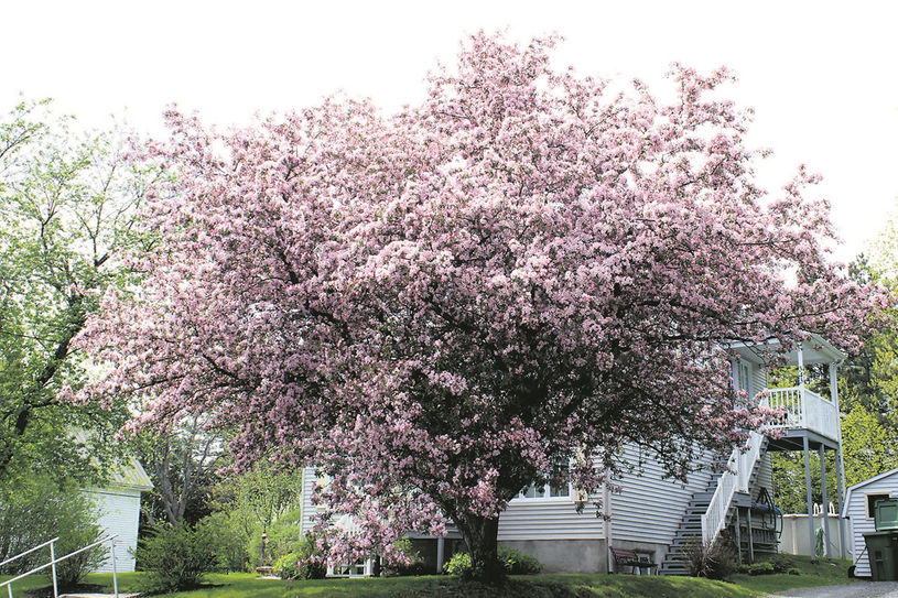 Le temps des lilas