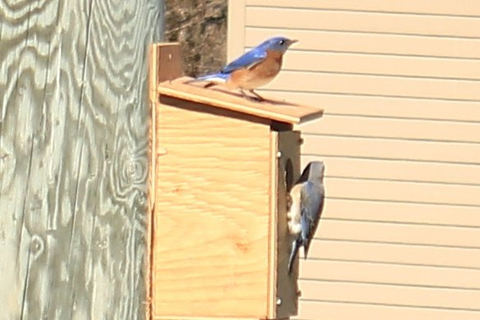 Couple de merle bleu