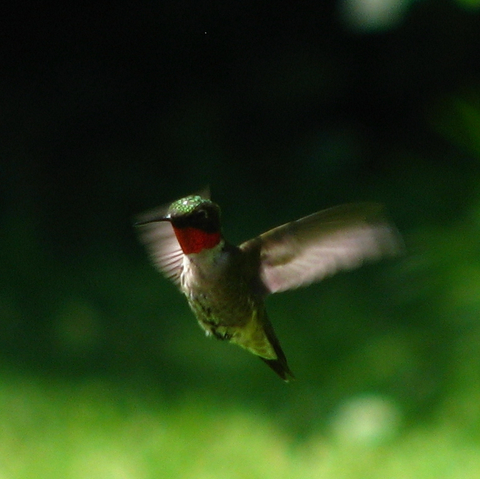 colibri