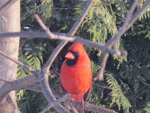 cardinal mâle