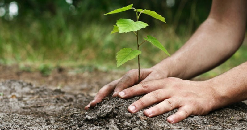 Faut-il continuer à planter des arbres?