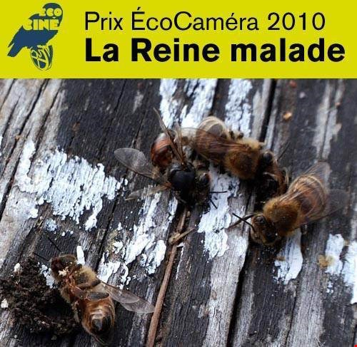 Dernière soirée Ciné-Terre de la saison : le film La Reine malade