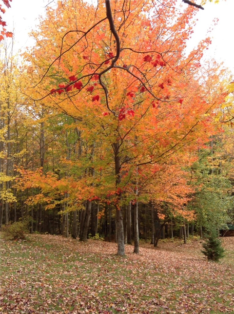 Couleurs d'automne