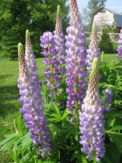 lupins