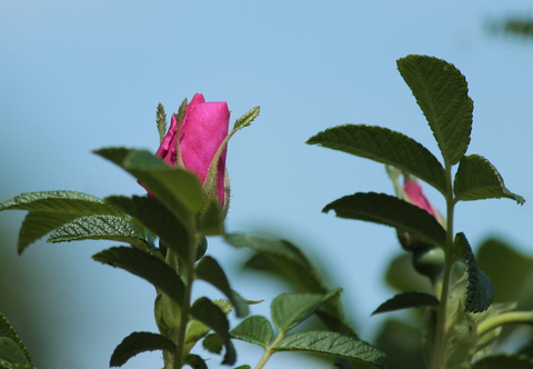Bouton de rose