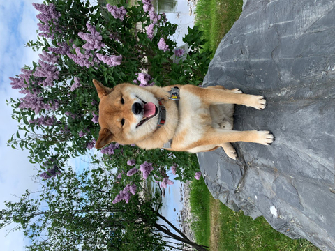 Shiba et lilas 