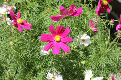 Windsor en fleurs