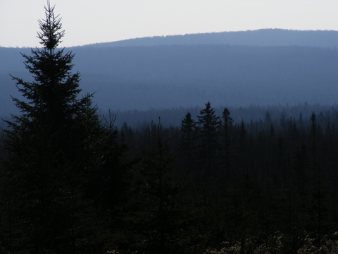 forêt