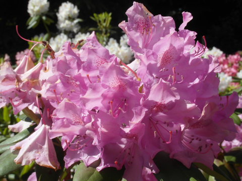 lilas
