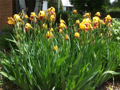 Iris du Quebec