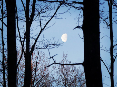 Matin dans la forêt 