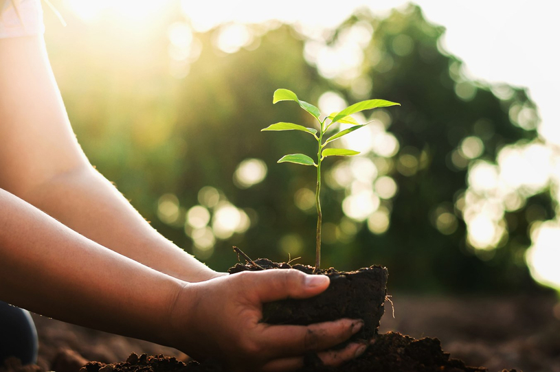 Distribution d’arbres et de compost à Windsor