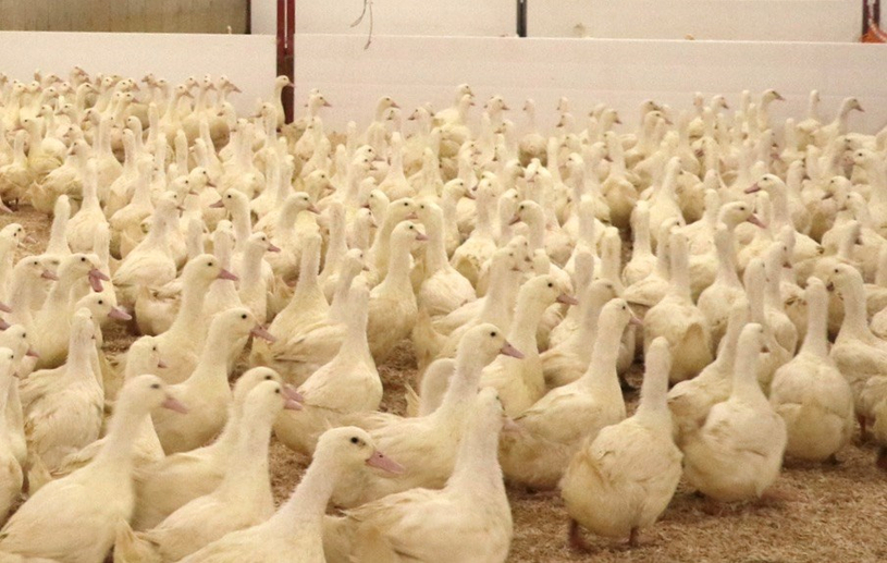 Grippe aviaire : des dommages collatéraux